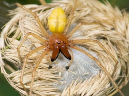 Днепропетровщину атакуют ядовитые пауки