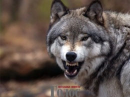 В Запорожской области убивают волков прямо во дворах