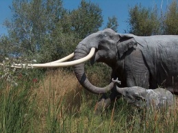 В Саудовской Аравии ученые обнаружили скелет гигантского доисторического слона вымершего вида