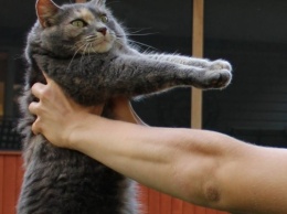 Днепровские грабители тренируются на кошках