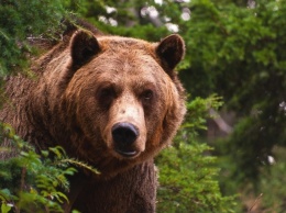 В России медведь убил охотника
