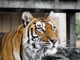 В США полицейские застрелили цирковую тигрицу