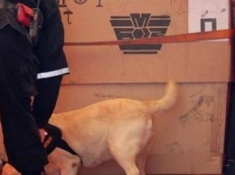 Пограничная собака обнаружила контрабанду в Черноморском порту (видео)