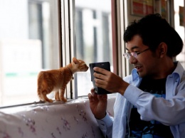 По Японии начал курсировать поезд с кошками