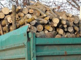 На Херсонщине массово промышляют горе-дровосеки