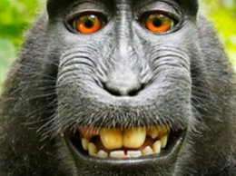 Британский фотограф едва доказал свои права на селфи обезьяны