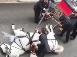 В Италии запряженная в свадебную карету лошадь упала посреди улицы (видео)