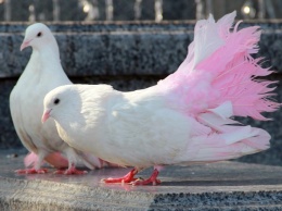 В Павлоград привезли сотни птиц разных пород (ФОТО)