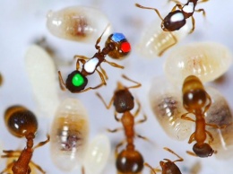 Больше трети рабочих муравьев лентяи