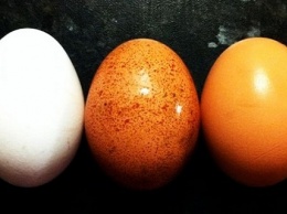 Почему холестерин в яйцах безопасен и 4 другие причины есть их ежедневно