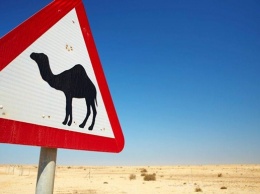 В Казахстане джип врезался в верблюда: пять погибших