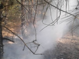 На Кинбурнской косе горел хвойный лес