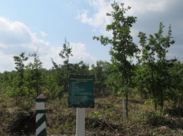 Сумские лесоводы делились опытом выращивания дуба (+фото)