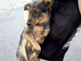 В Запорожье водитель разогнался, чтобы задавить собаку, и зацепил девушку (Фото)