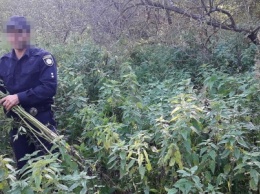 В Сумском районе СБУ уничтожила плантации каннабиса, выращенного для контрабанды в Россию