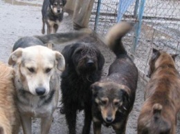 Проблемой бездомных собак в Херсона занимаются только волонтеры