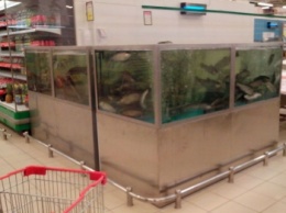 Эксперт объяснил, почему опасно покупать живую рыбу в украинских супермаркетах