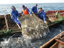 Енисейский омуль и сиг: самая полезная в мире пресноводная рыба обитает в Красноярском крае