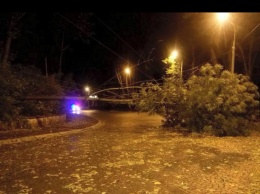 Львовскую область ночью накрыла буря - повалены деревья, оборваны провода