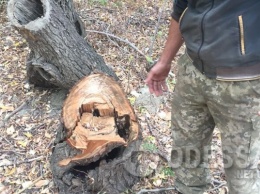 Трое горе-лесорубов незаконно занимались вырубкой деревьев