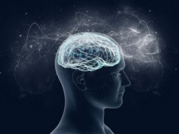 Ученые выяснили причину покрытия мозга человека извилинами