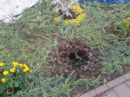 Просьбы не помогли: гости Покровской ярмарки погнули ограду и вырвали цветы (Фото)