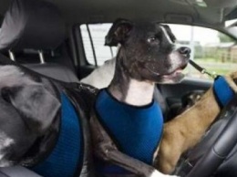 Умный пес путешествует по Одессе на маршрутках (ФОТО)