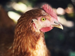 Генетики придумали «выращивать» лекарство от гепатита в куриных яйцах