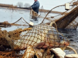 В Ренийском районе браконьеры выловили рыбы на 62 тысячи гривен