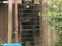 В России сбежавший из зоопарка медведь убил пенсионера