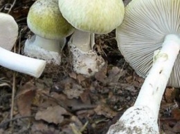 В Сумах семья отравилась грибами