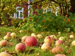Херсонцам на заметку. Осенью яблоки некуда девать. Что из них приготовить?