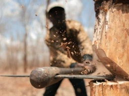 В Житомирской области "черные лесорубы" напали с оружием на лесников