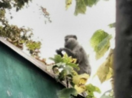 По улицам города в Одесской области разгуливают обезьяны: поймать их пока некому
