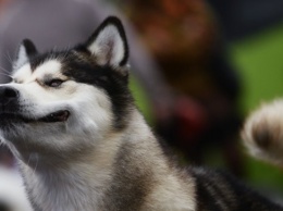 Собаки пользуются мимикой для общения с людьми, заявляют ученые