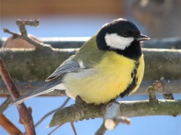 Ученые: привычка подкармливать птиц может приводить к увеличению их клювов