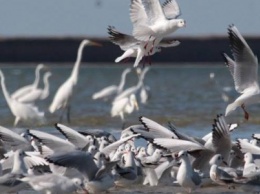 Это красиво: под Одессой сняли на видео сотни птиц, улетающих на юг (ФОТО
