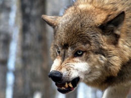 В Скадовском районе нашли бешеного волка