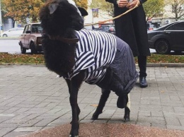 В Запорожье защитница животных вызвала полицию барану у грузинского ресторана