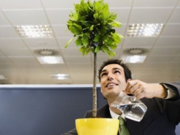 Раскрыта связь между растениями и успехом на работе