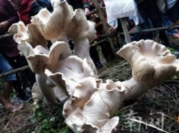 В Китае нашли "короля грибов"