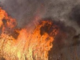 В Бердянске выгорело 3 гектара камыша