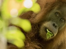Зоологи нашли на Суматре новый вид близких "родственников" человека