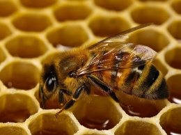 8 вещей, которые произойдут с твоим организмом, если ты начнешь есть мед каждый день