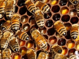В Калифорнии перевернулся грузовик с миллионом пчел