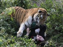 В российском зоопарке тигр набросился на сотрудницу во время кормления