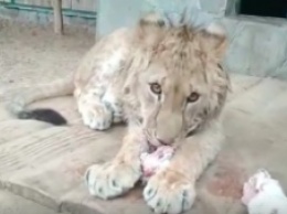 Царь зверей в бердянском зоопарке отметил первый день рождения (Видео)
