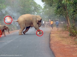 Шок и фото: толпа в Индии поджигает слоненка и его мать! Что вообще происходит?!