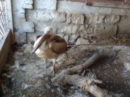 Птичку жалко: как в Крыму спасали птенца Розового пеликана