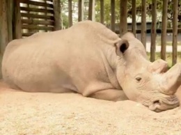 Последний в мире самец северного белого носорога может умереть, не оставив потомства